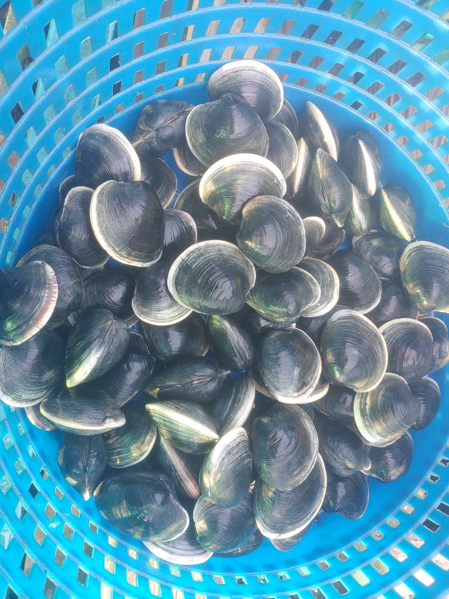 Broodstock hard clams M. mercenaria