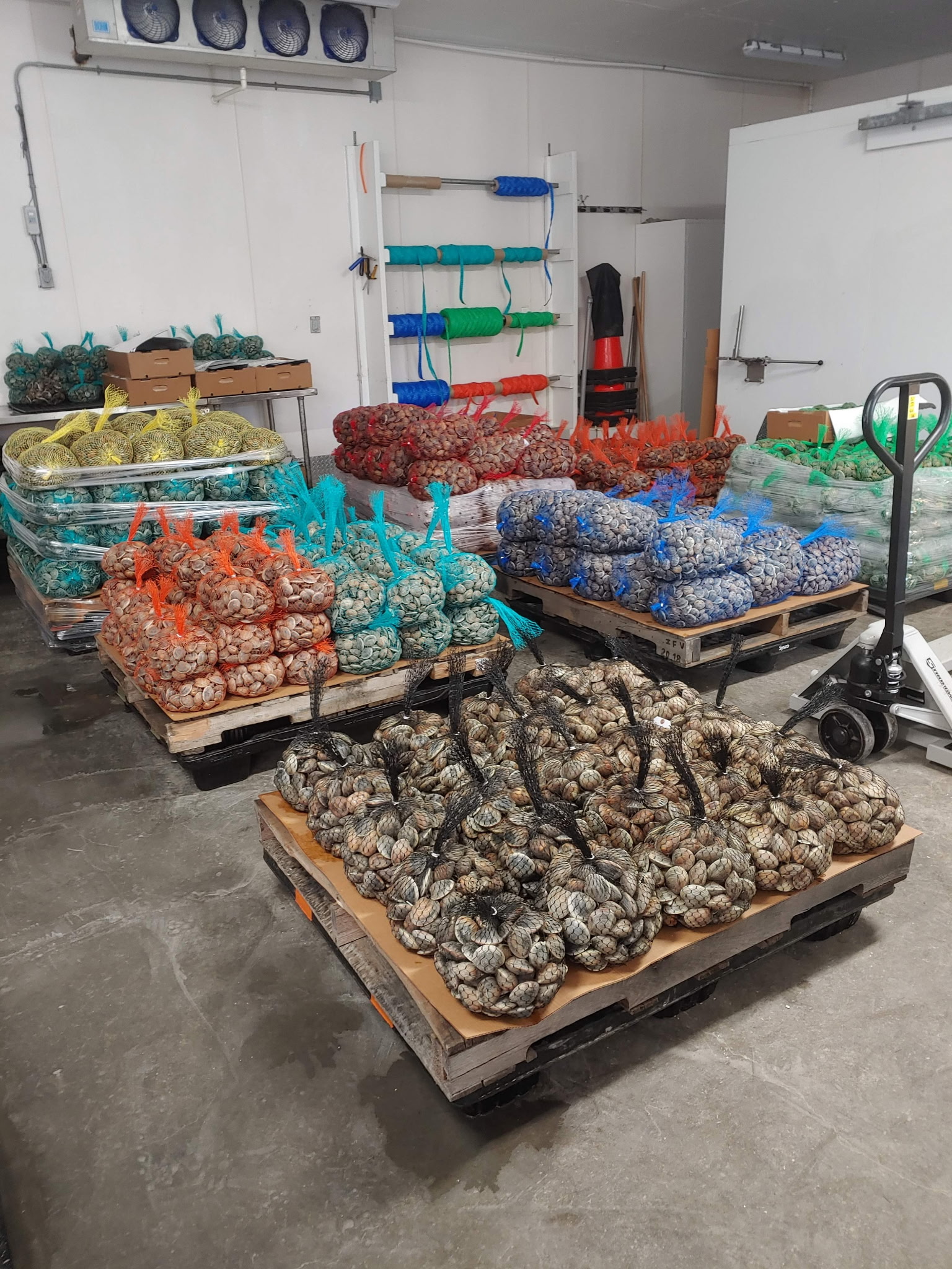 Graded clams bagged and ready to ship